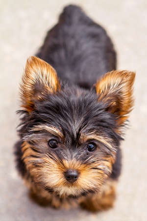 Yorkie Puppyの写真素材