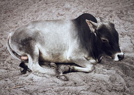 Relaxed Cowの写真素材