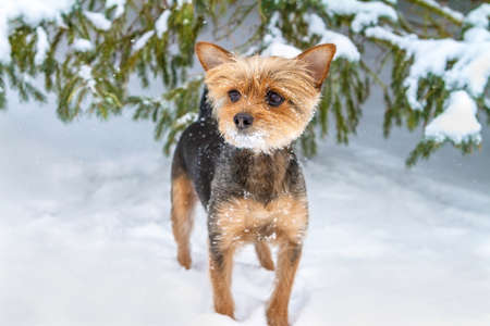 Snow Beard Dogの写真素材
