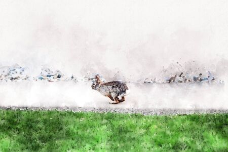 Bunny rabbit in midst run. Photograph turned into watercolor Art Painting.の写真素材