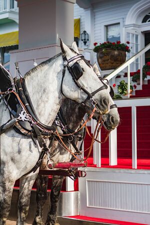 Two white horses waiting for passenger or rider. Red Carpet royalty.の写真素材