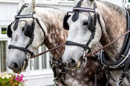 Two White Brown Spotted Horses Pulling Wagonの写真素材