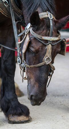 Close Up Photograph of Brown and Black Horse Head Looking Down.の写真素材