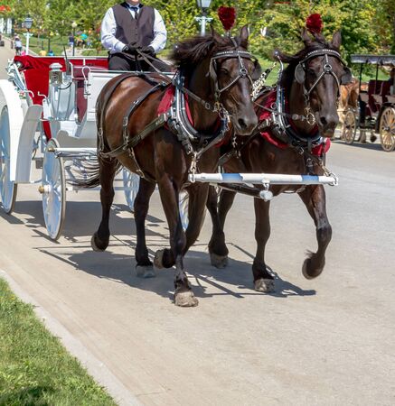 Two brown horses trotting down road, pulling royal white and red carriage.の写真素材