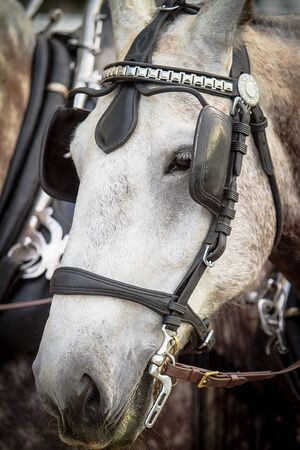 White Brown Spotted Horse Pulling Wagonの写真素材