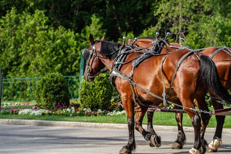 Two Horses Pulling Wagon Down Street on Mackinac Island, MIの写真素材
