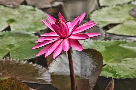 Pink Lotusの写真素材