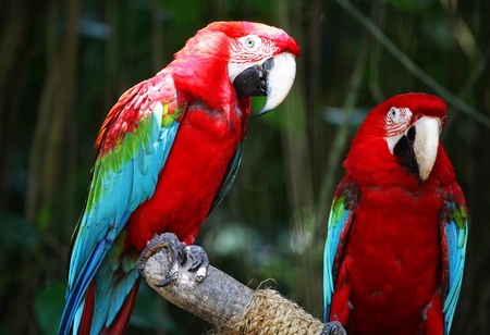 Macaw Parrotsの写真素材