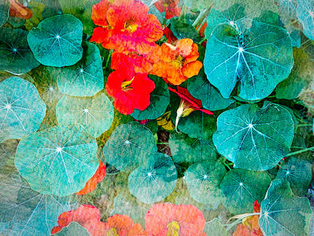 Reds and Greensの写真素材