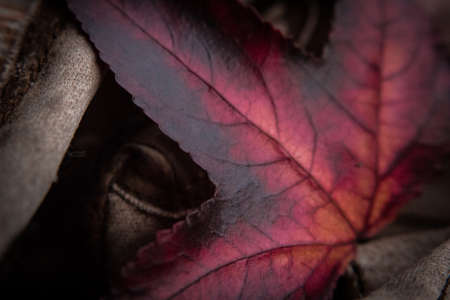 Red Leaf & Texture IIの写真素材