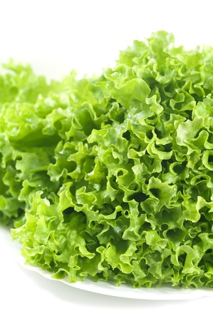 Fresh green lettuce isolated on white backgroundの写真素材