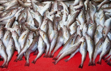 fresh fishes for sale 