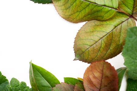 mixed leaf frame isolated on white backgroundの写真素材