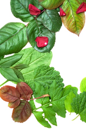 mixed leaves isolated on white backgroundの写真素材