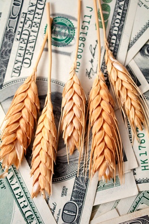 golden spikes of wheat with dollar billsの写真素材