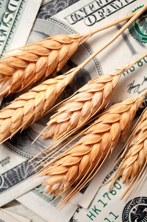 golden spikes of wheat with dollar billsの写真素材