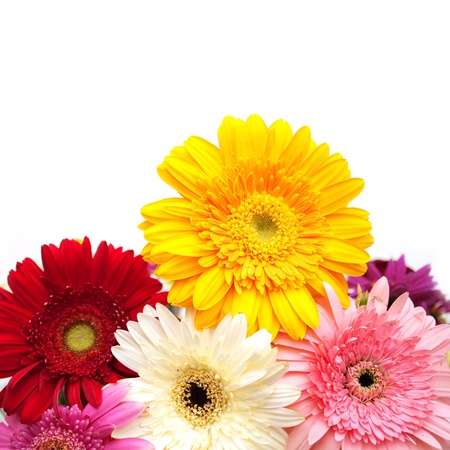 Colorful gerbera daisies の写真素材