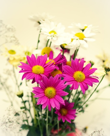 pink and white daisies の写真素材