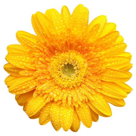 Yellow gerbera blossom with water drops  isolated on white background の写真素材