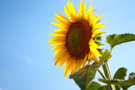 sunflower with beautiful blue skyの写真素材
