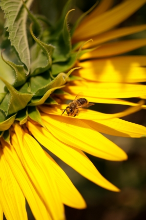 little bee on yellow sunflower の写真素材