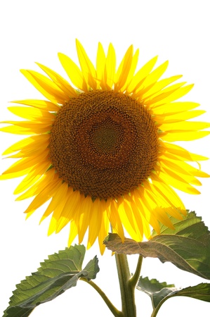 sunflowerの写真素材
