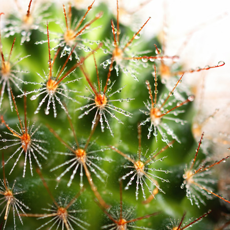 Cactus close up with water dropsの写真素材