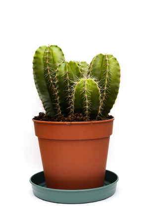 cactus in flower potの写真素材