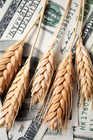 golden spikes of wheat with dollar billsの写真素材