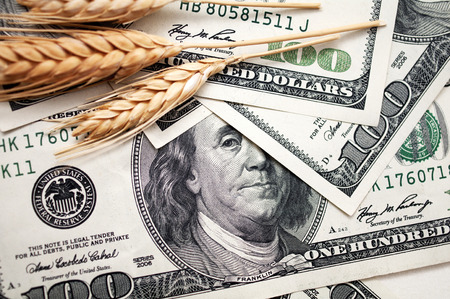 golden spikes of wheat with dollar billsの写真素材