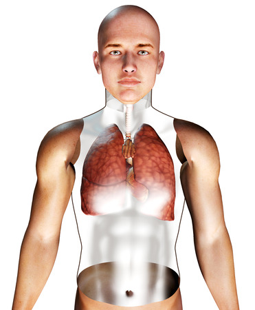 3d Human Respiratory System rendered illustrationの写真素材