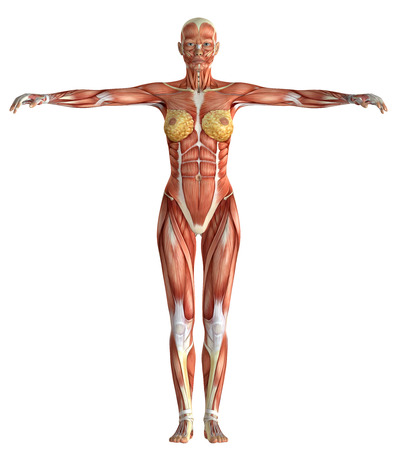 3D female medical figure isolated on white backgroundの写真素材