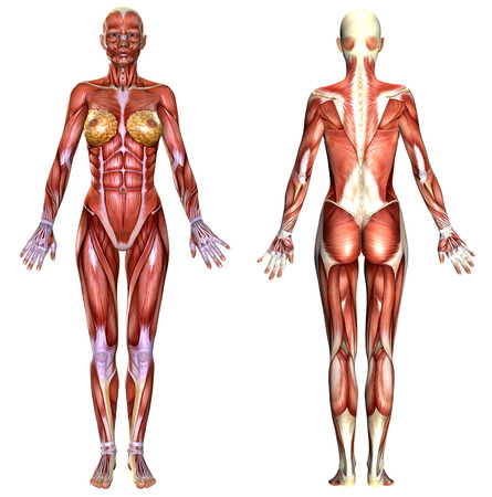 3D  female body anatomy isolated on whiteの写真素材