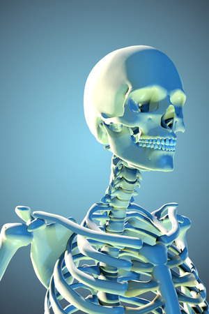 3d rendered illustration of the male skeletonの写真素材