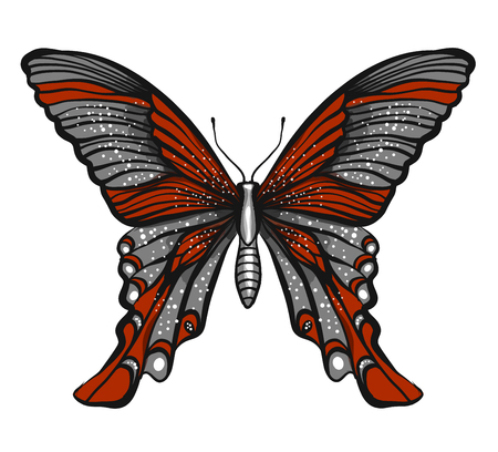 butterfly illustration isolated on white backgroundのイラスト素材
