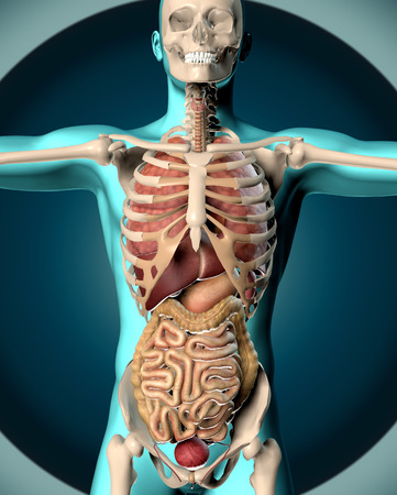 3D render of a medical image of a male figure showing internal organsの写真素材