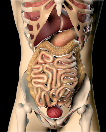 3D render of a medical image of a male figure showing internal organsの写真素材