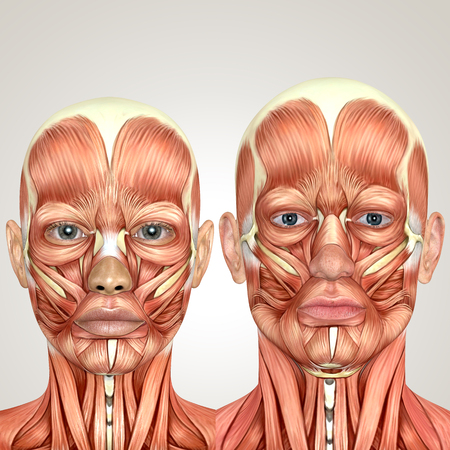 3d male and female face anayomy togetherの写真素材