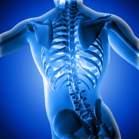 Torso of ta medical 3d figure under X-raysの写真素材