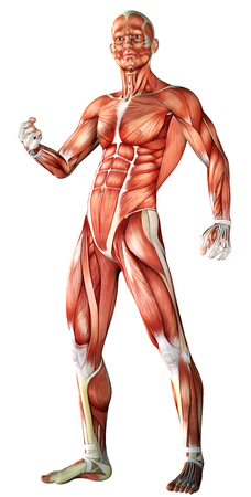 3d illustration of  a male anatomy  with muscle mapの写真素材