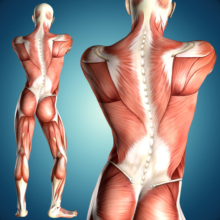 3d illustration of  a male anatomy with back view muscle mapの写真素材