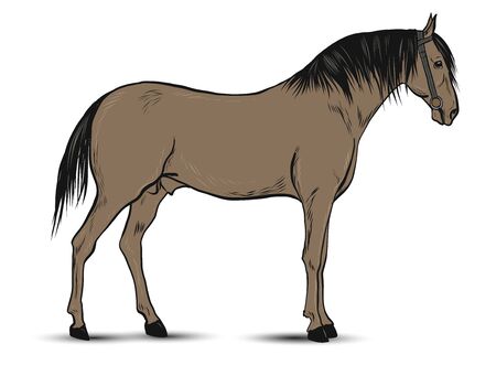 Horse illustration isolated on white backgroundのイラスト素材