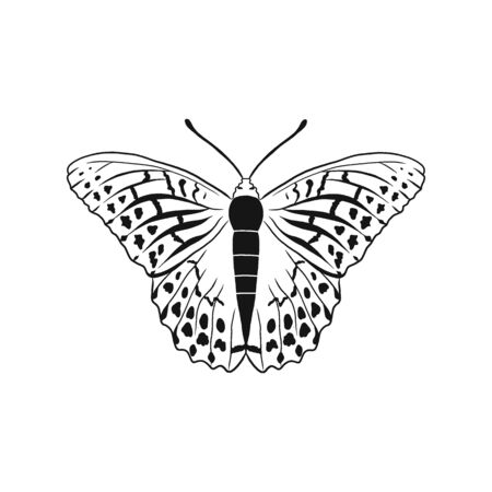 Argynnis paphia, also called Silver-washed Fritillary or Kaisermantel is a common butterfly from Palaearctic ecozone Europe.のイラスト素材