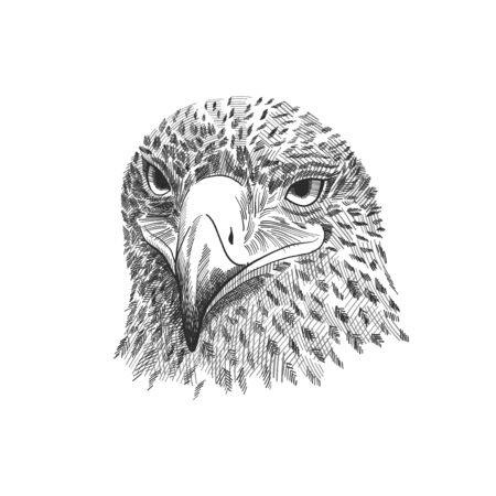 The saker falcon (Falco cherrug), eagle black and white vector illustration. Hand drawn sketch drawing. Bird for falconry, wildlife animal, falcon head portrait.のイラスト素材