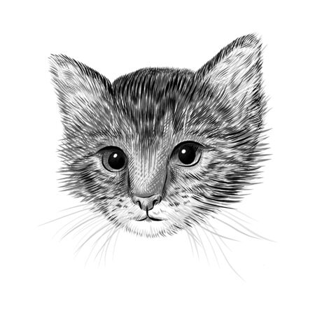 Little cat, kitten black and white vector illustration. Hand drawn sketch drawing. Pet portrait, Cute animal background.のイラスト素材