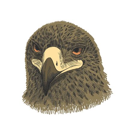 The saker falcon Falco cherrug, eagle colorful vector illustration. Hand drawn sketch drawing. Bird...