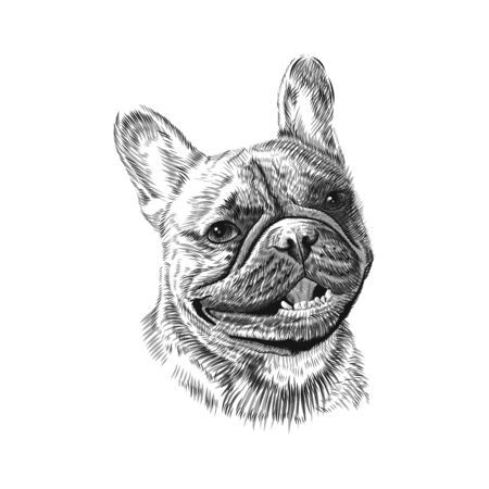 French Bulldog head, hand drawn pet animal sketch. Vector black and white monochrome illustration.のイラスト素材