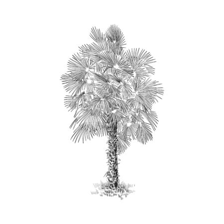 Palm tree, plant black and white vector illustration. Hand drawn sketch drawing. Exotic tropic palm background, monochrome.のイラスト素材