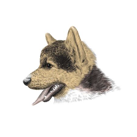The Pembroke Welsh Corgi Tricolor puppy, a cattle herding dog breed. Pet portrait, closeup sketch. Vector illustrationのイラスト素材