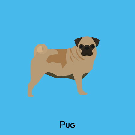 Isolated cute pug on a blue backgroundのイラスト素材